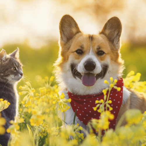 ALIMENTOS QUE POR NINGÚN MOTIVO DEBERIAS DARLES A PERROS Y GATOS